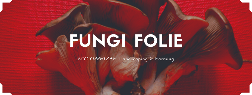 Fungi Folie Full Banner